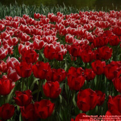 tulipany (65)